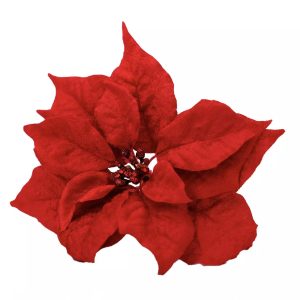 Poinsettia flowers